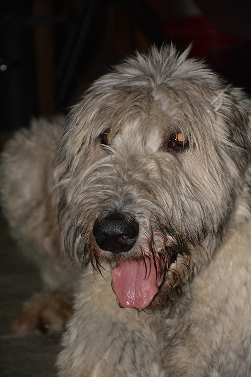 Benis Backroad Beiz, Sils Im Domleschg-3